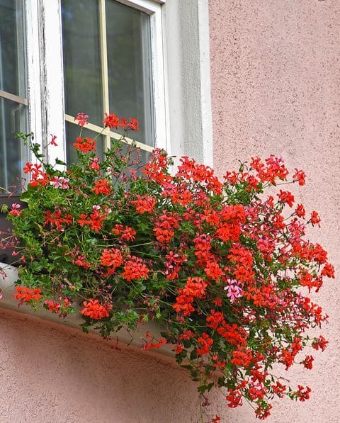 Ivy Geraniums