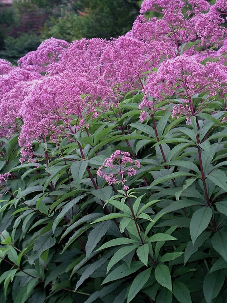 Joe-Pye Weed