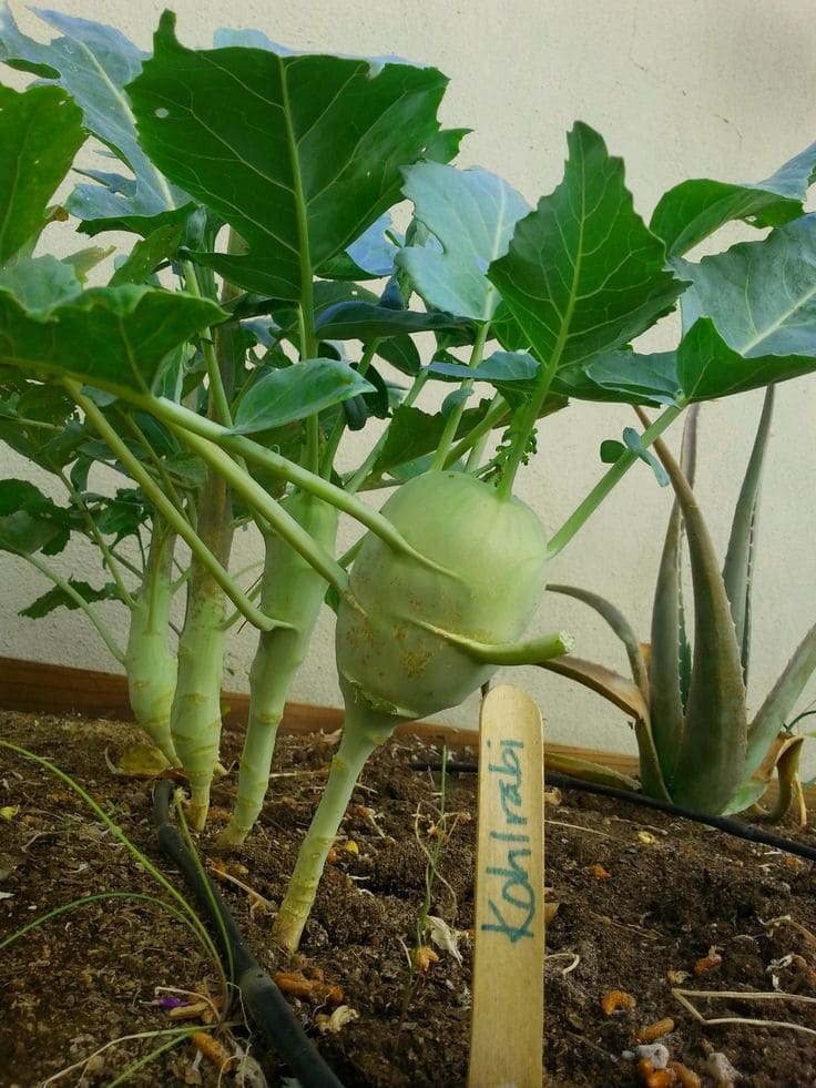 Kohlrabi