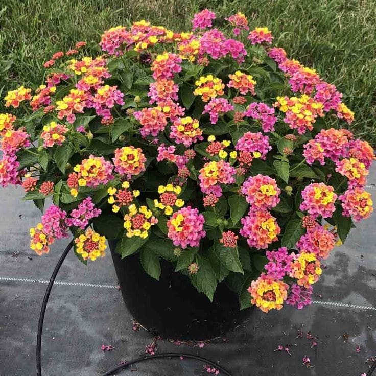 Lantanas