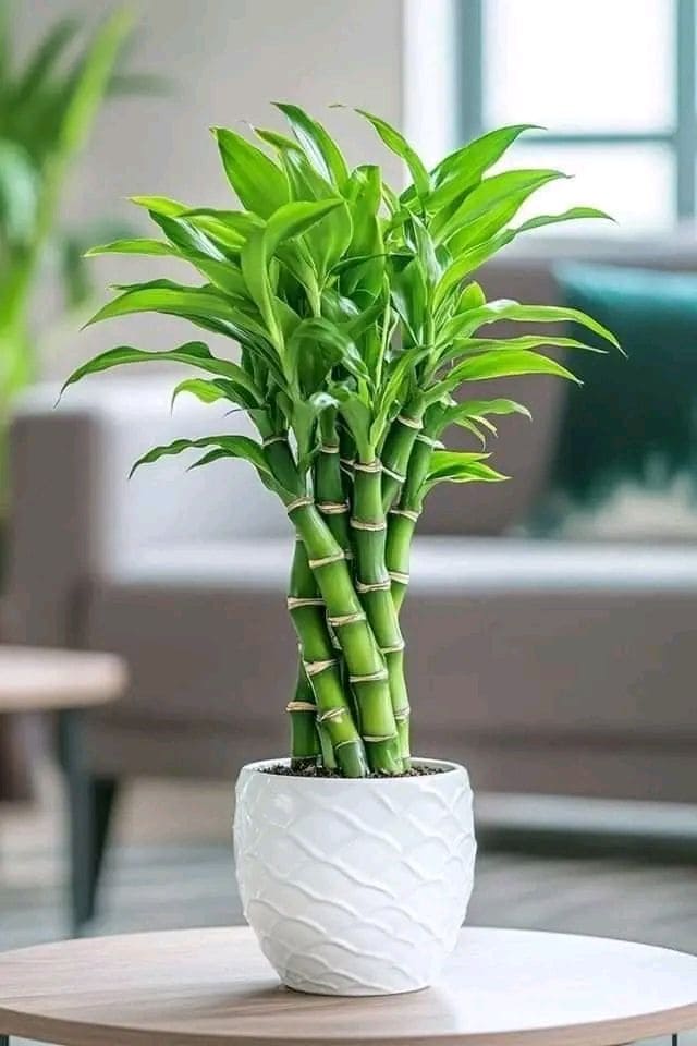 Lucky Bamboo