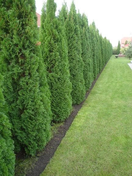 Lush Evergreen Shrubs