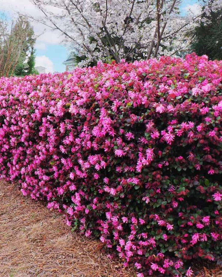 Lush Pink Blooming Shrubs