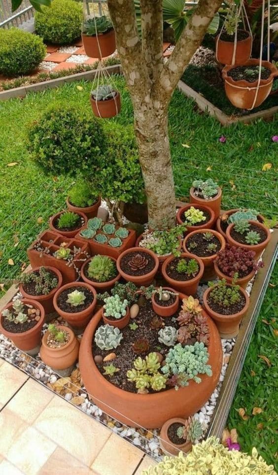 Lush Succulent Garden Around Tree Base