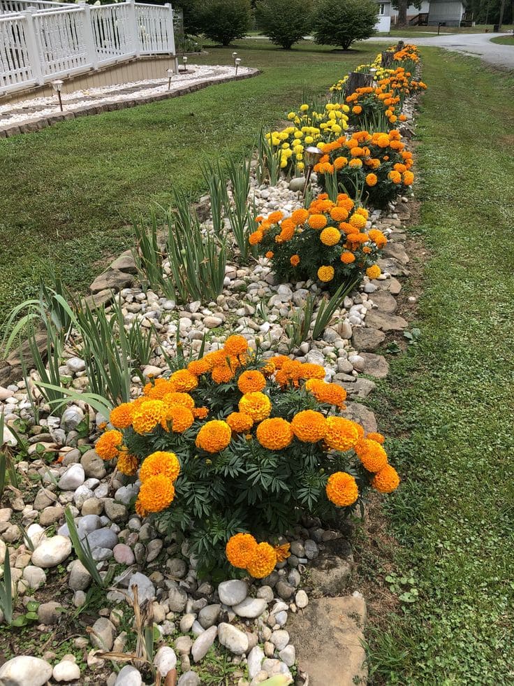 Marigolds