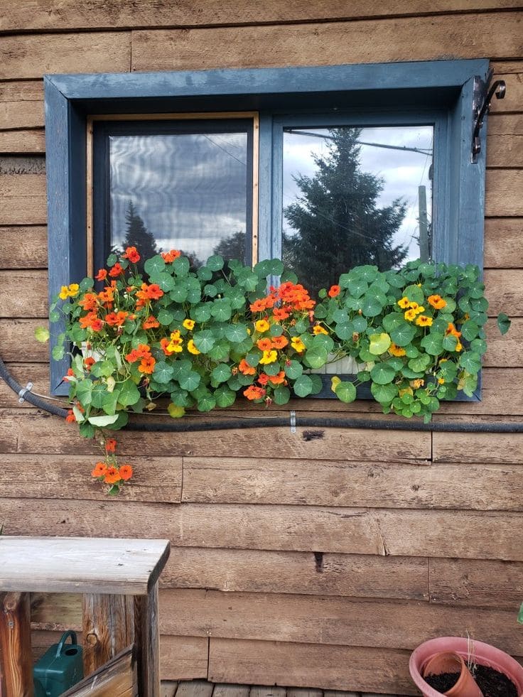 Nasturtiums