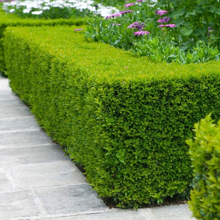 Neat Boxwood Shrubs