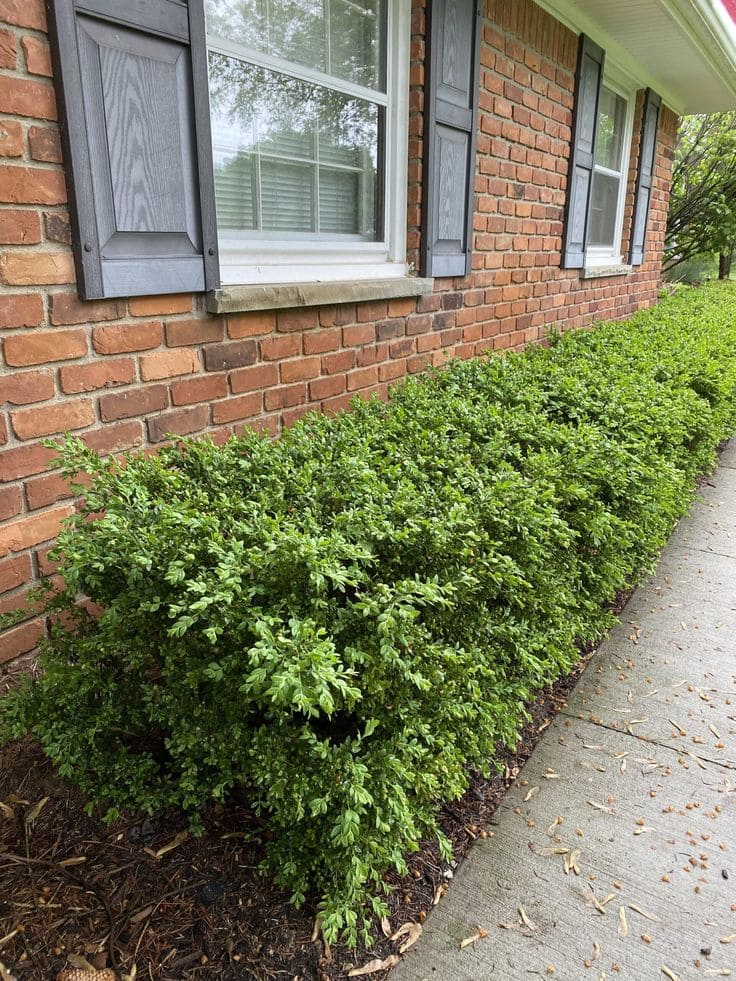 Neat and Compact Boxwood Shrub