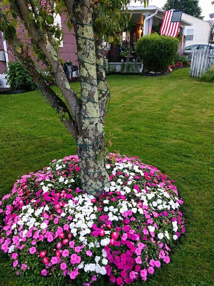 Petunias