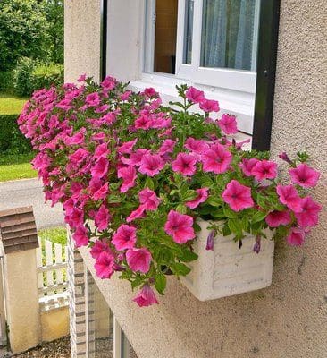 Petunias