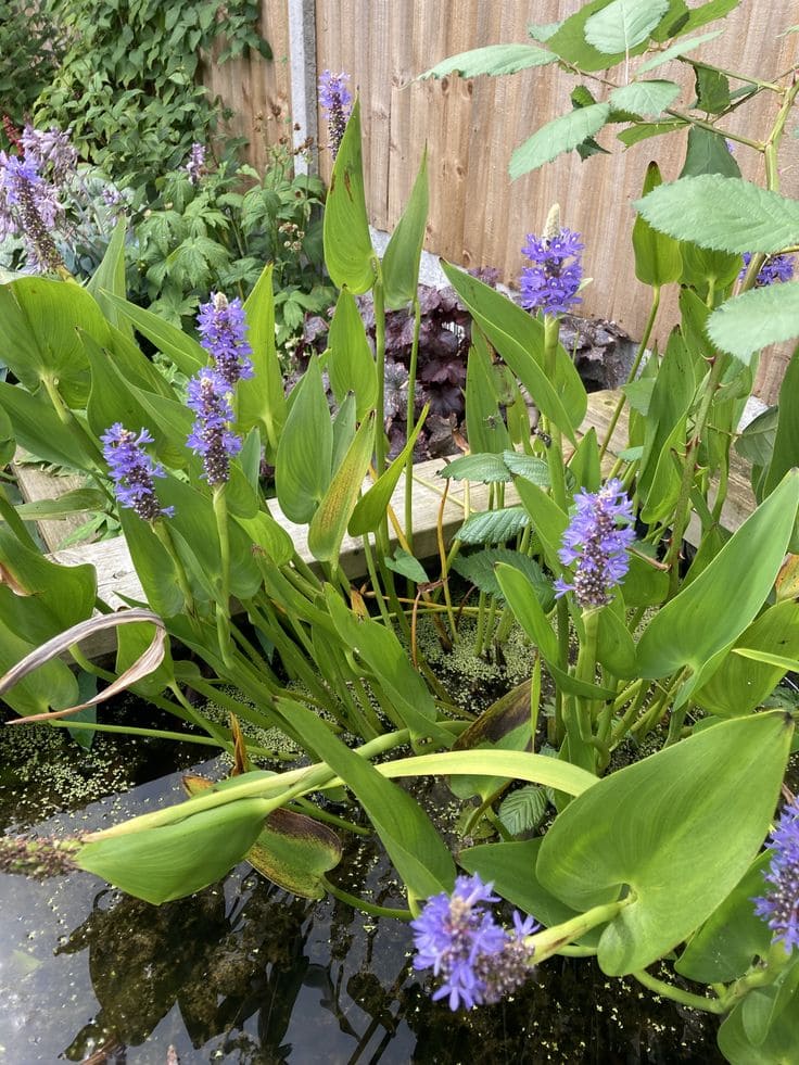 Pickerelweed