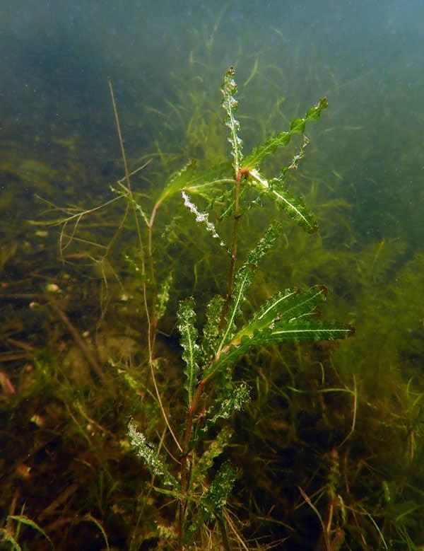 Pondweed