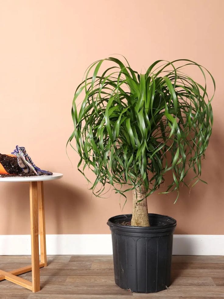 Ponytail Palm