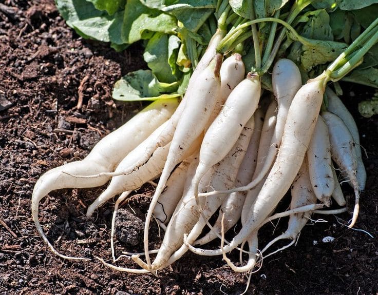 Radish