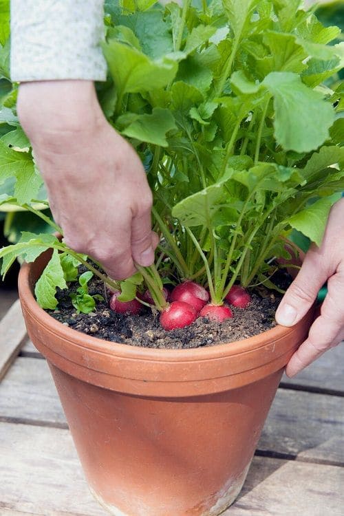 Radishes