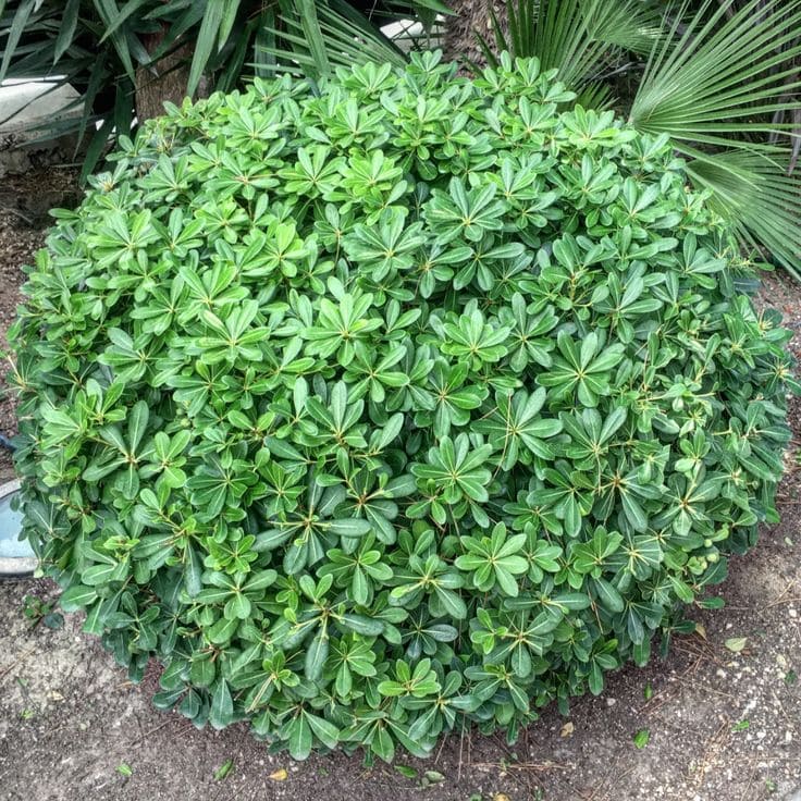 Round Pittosporum