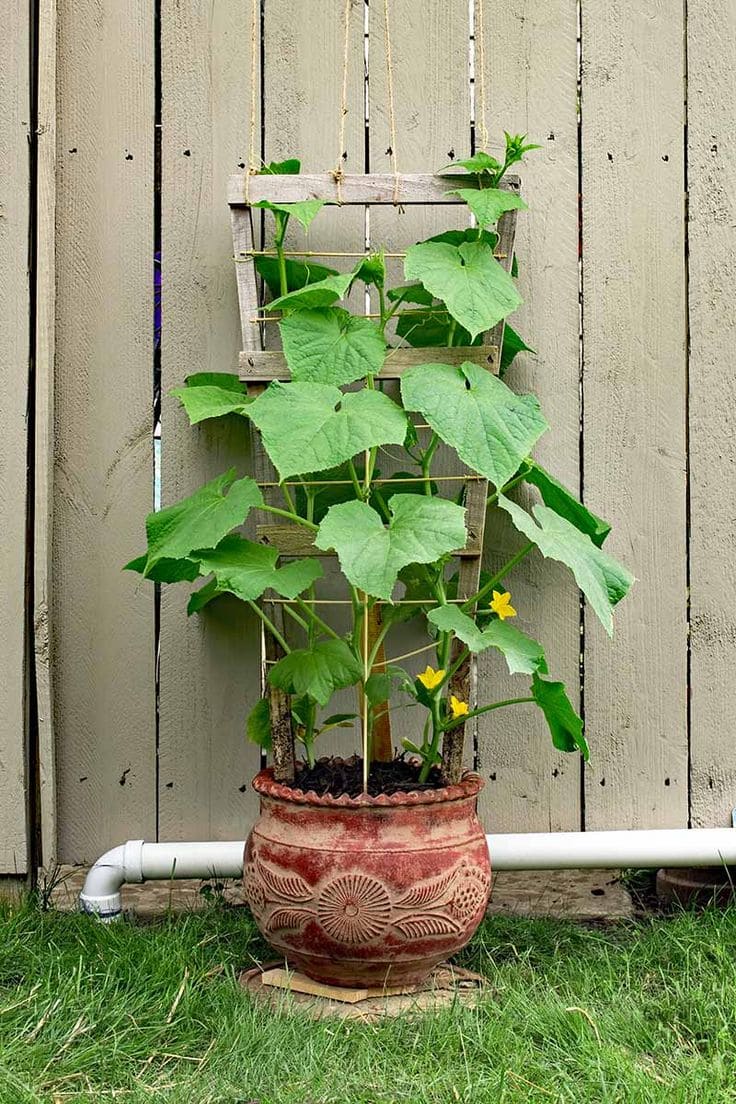 Rustic Container Cucumber Trellis