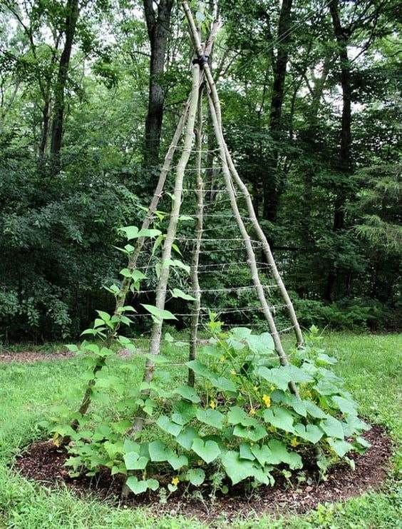 Rustic DIY Cucumber Trellis