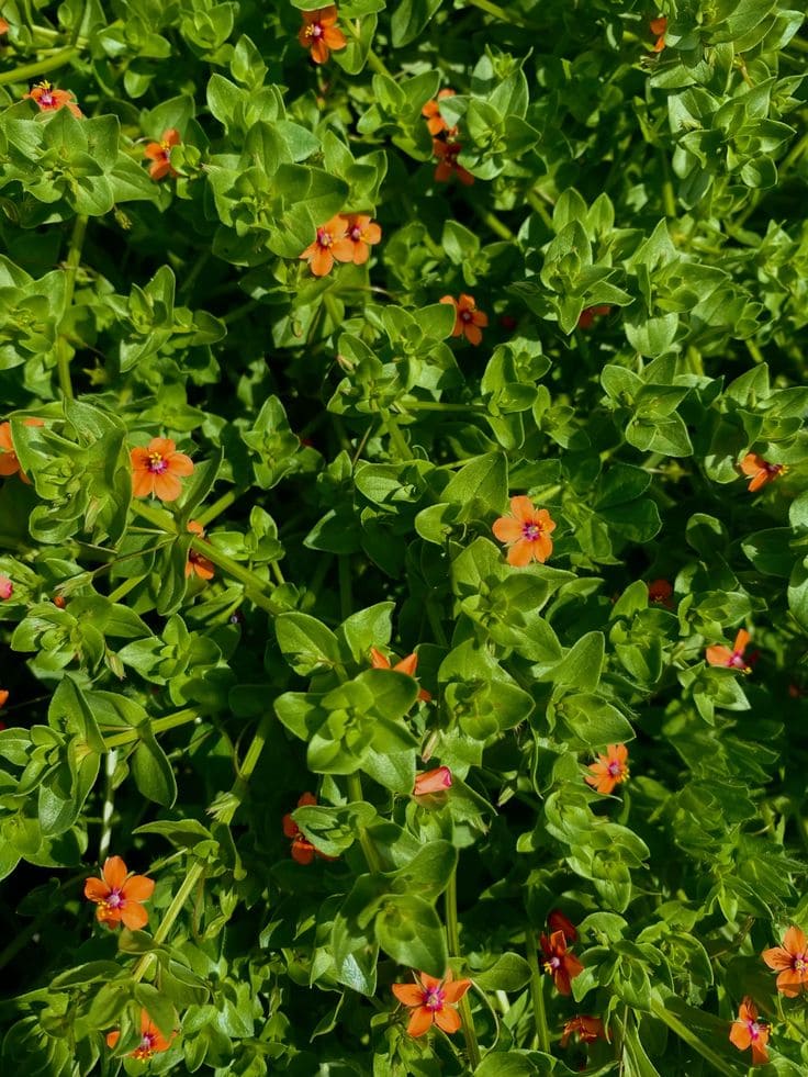 Scarlet Pimpernel