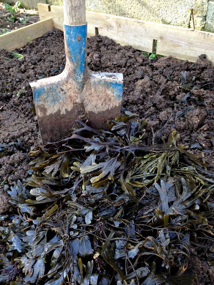 Seaweed Fertilizer