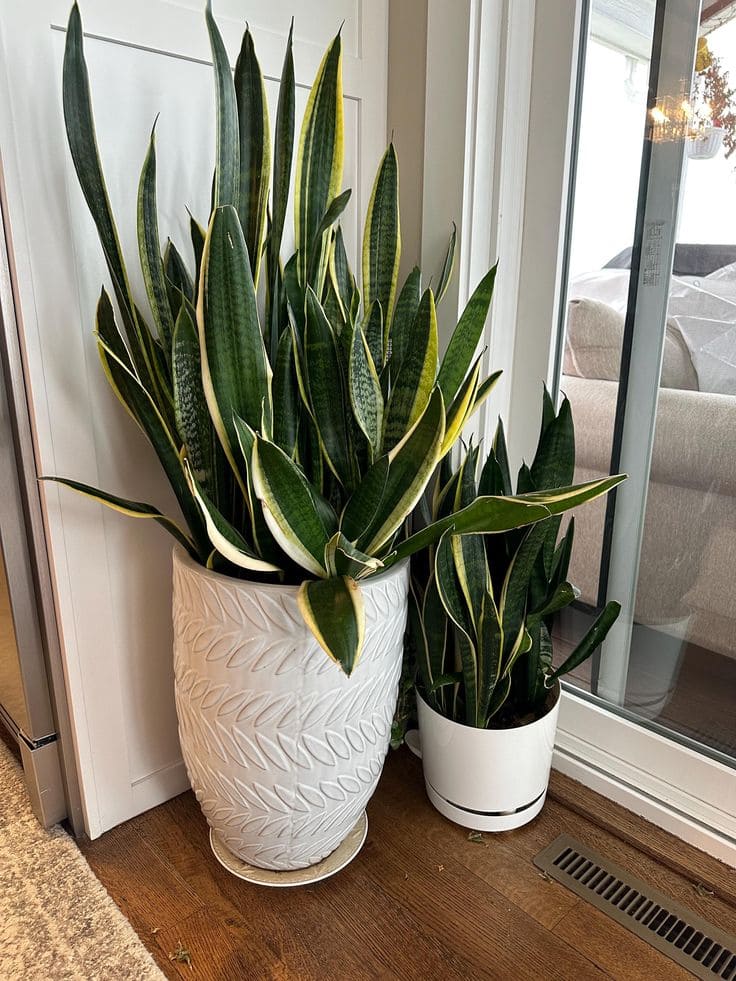 Snake Plant