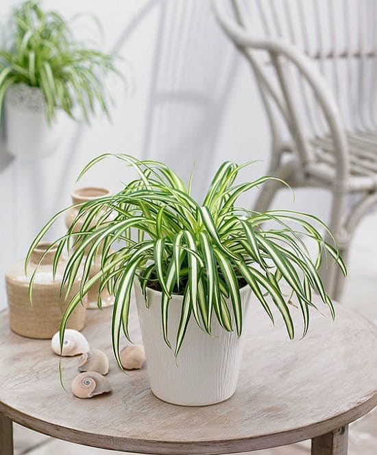 Spider Plant