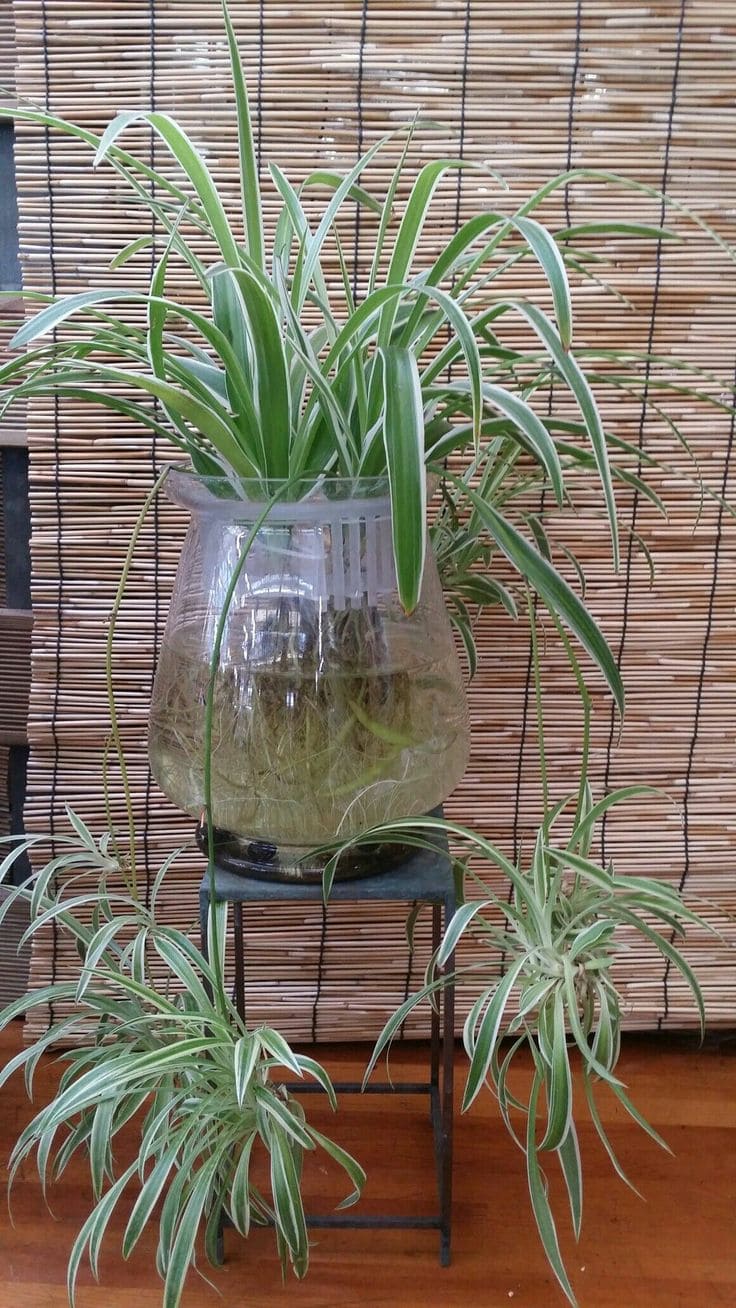 Spider Plant