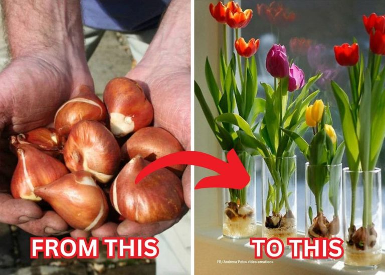 Step-by-step Guide on Growing Tulips in Water Successfully