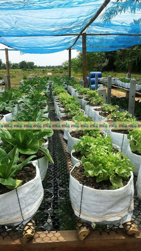 Sustainable Grow Bag Vegetable Garden