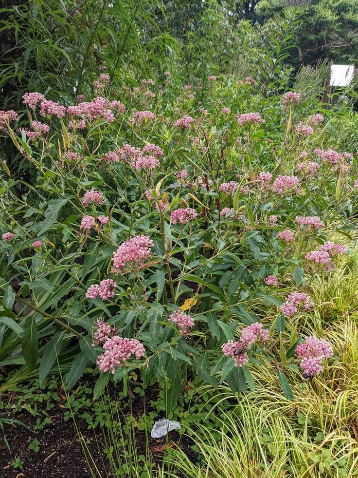 Swamp Milkweed