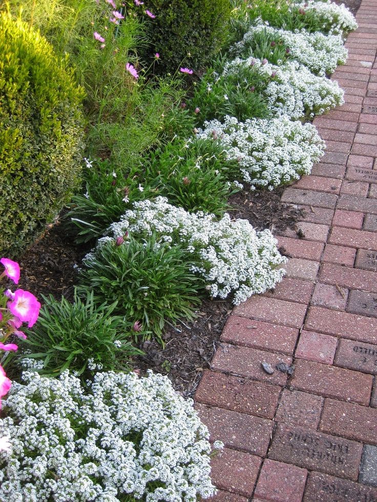 Sweet Alyssum