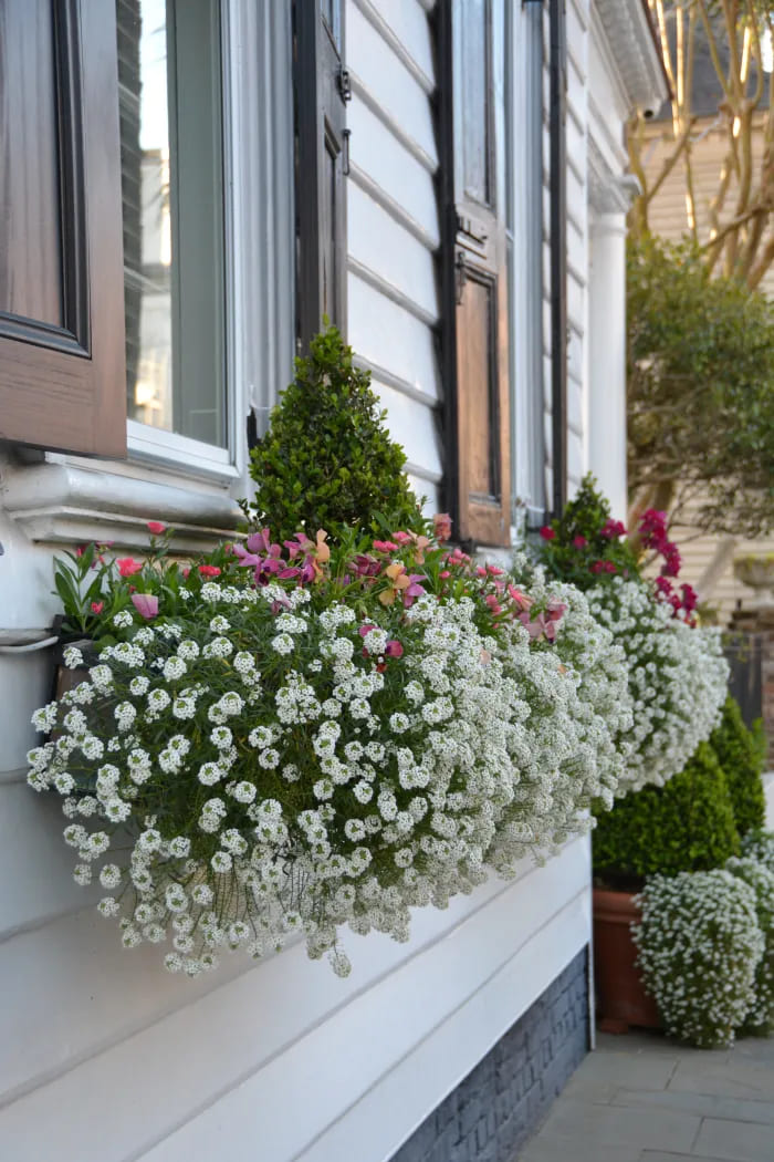 Sweet Alyssum