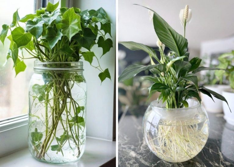 The 20 Best Houseplants That Propagate Well In Water