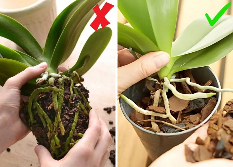 The Do’s and Don’ts for Growing Orchids Healthy and Happy