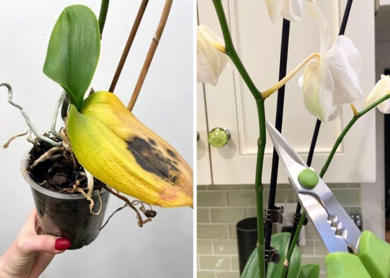 Top 10 Mistakes to Avoid If You Want More Beautiful Orchids