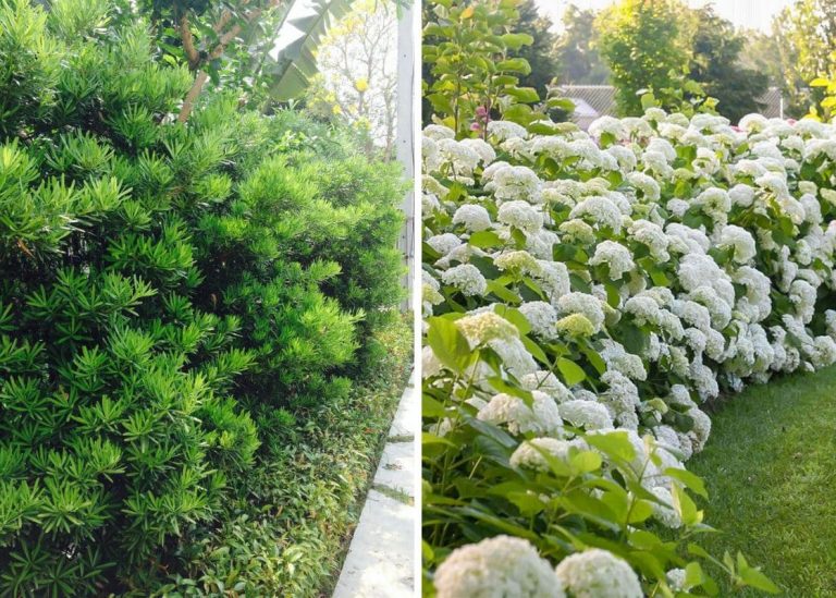 The 18 Best Shrub Ideas to Create The Privacy For Your Garden