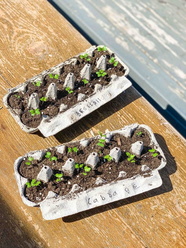 Upcycled Egg Carton Seed Starter