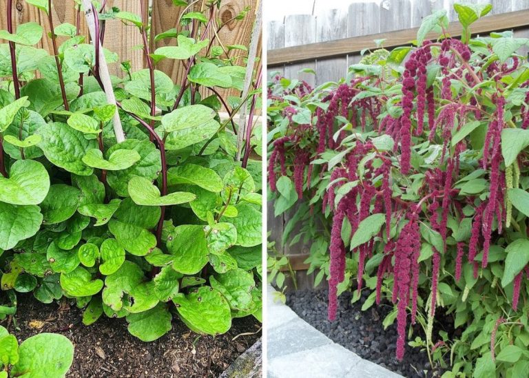 22 Vegetables That Thrive in the Shade for Your Garden