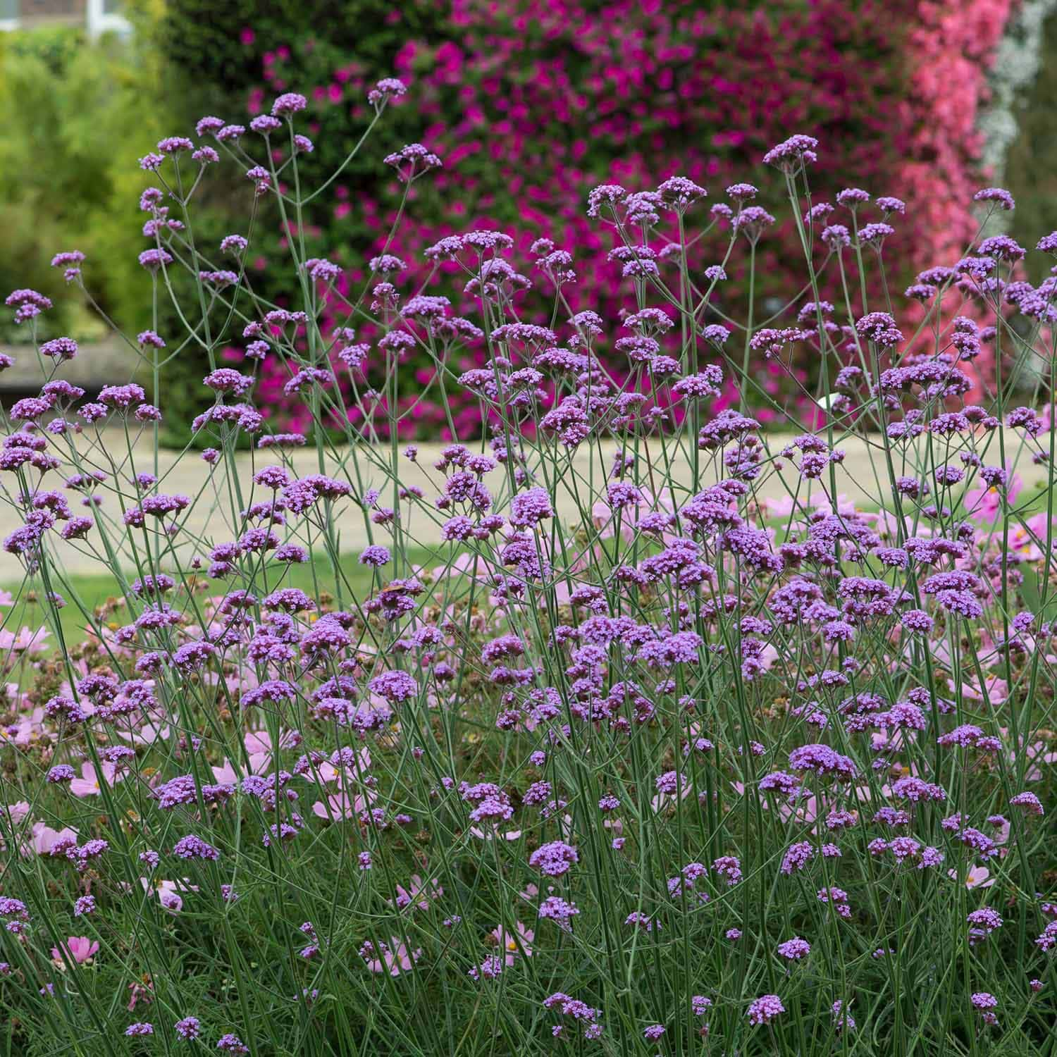 Verbena