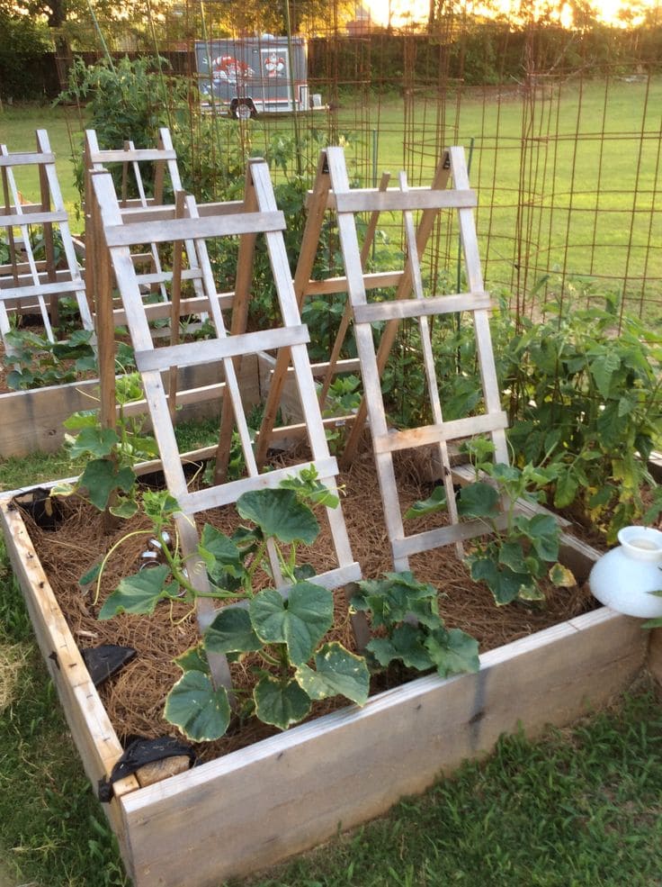 Versatile DIY Cucumber Trellis with Raised Beds