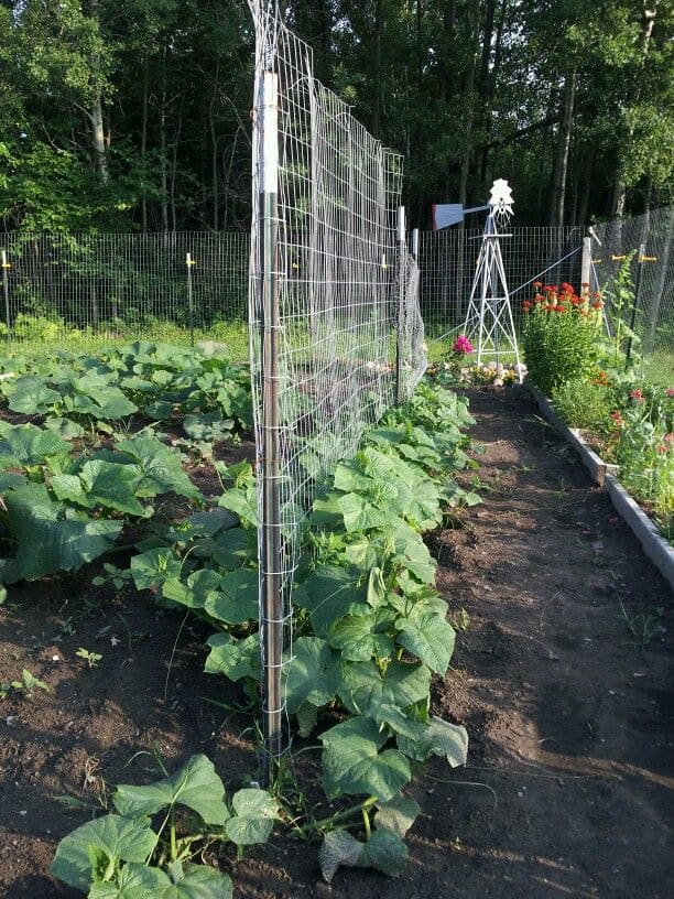 Vertical Fence DIY Cucumber Trellis