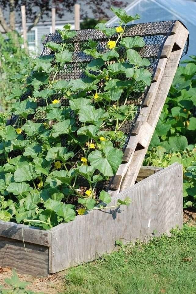 Vertical Grow Cucumber Boxes