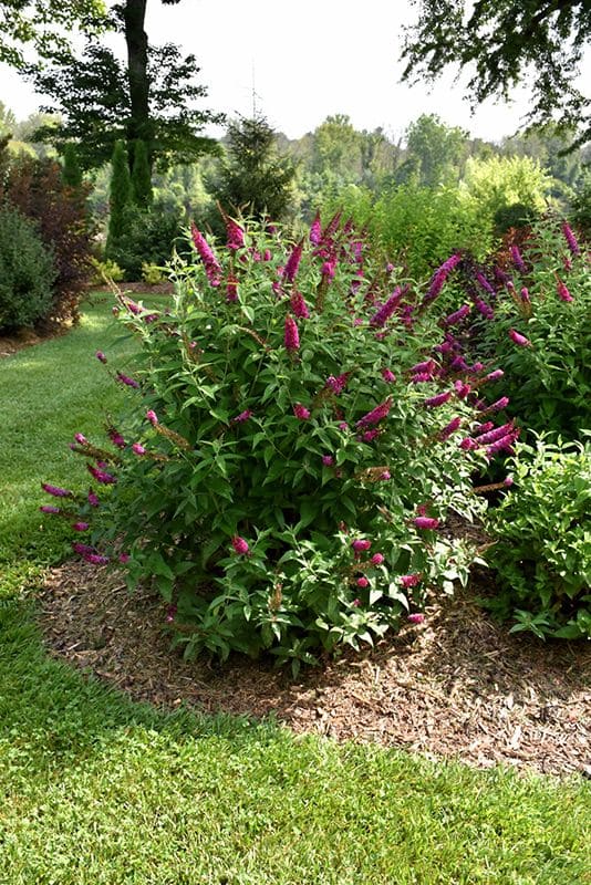 Vibrant Butterfly Bush