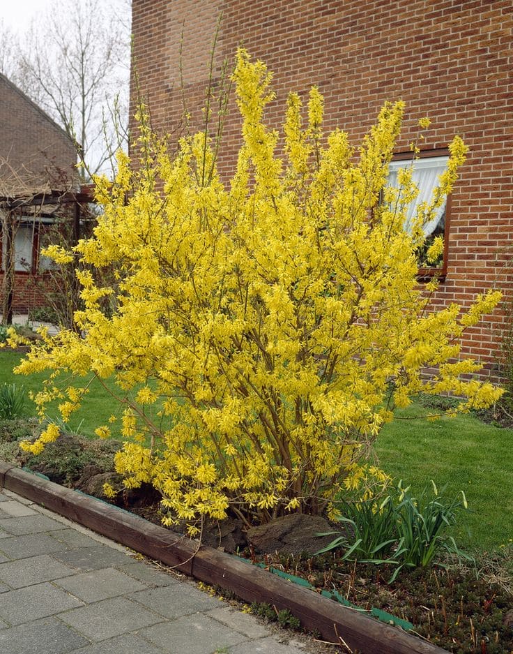 Vibrant Forsythia Shrub