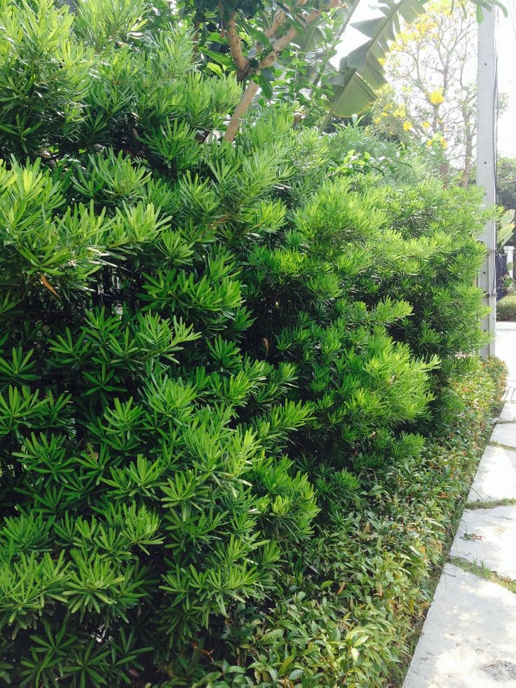 Vibrant Green Shrubs for Natural Privacy