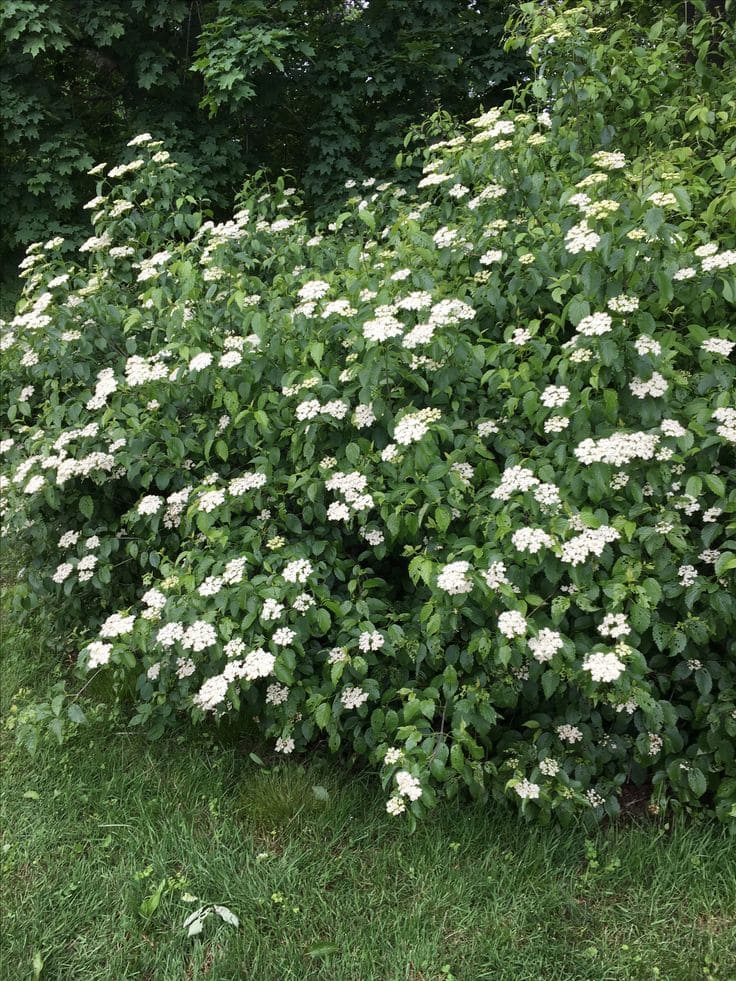 Vibrant Viburnum Shrub