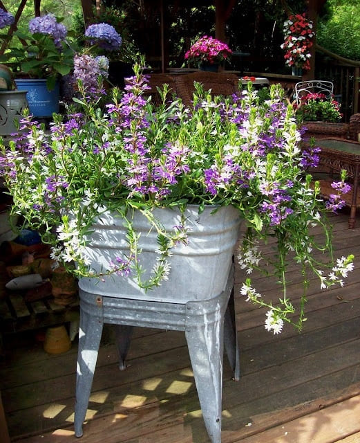 Vintage Bucket Planter Overflowing