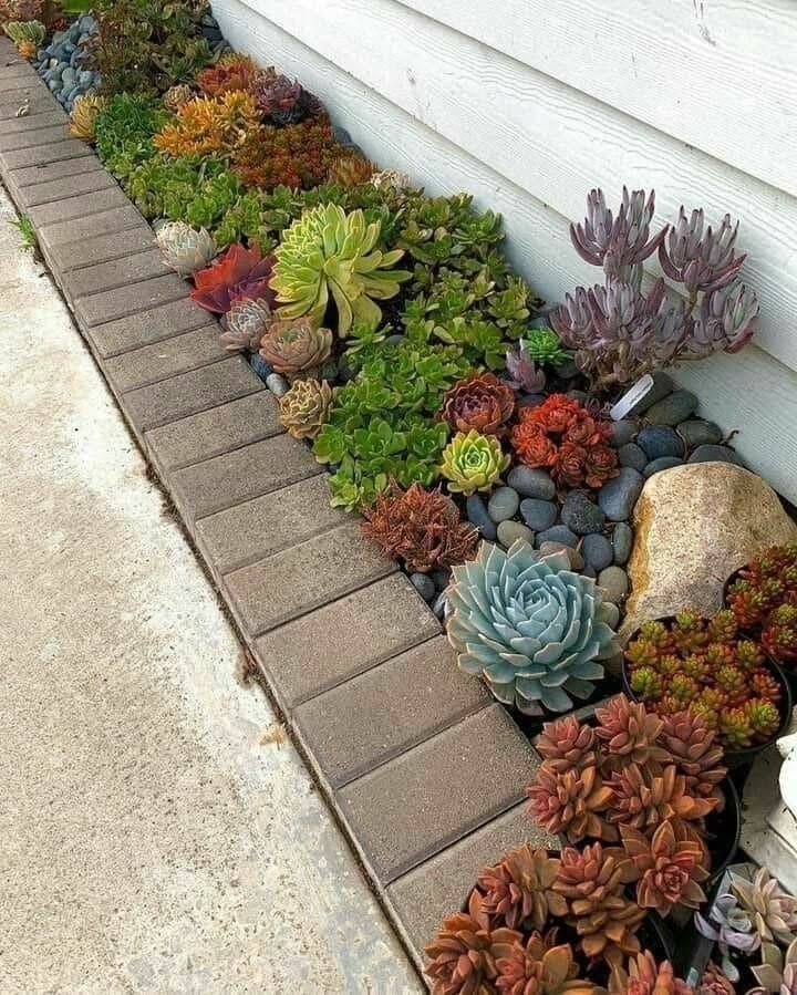 Vivid Succulent Ribbon by the Wall