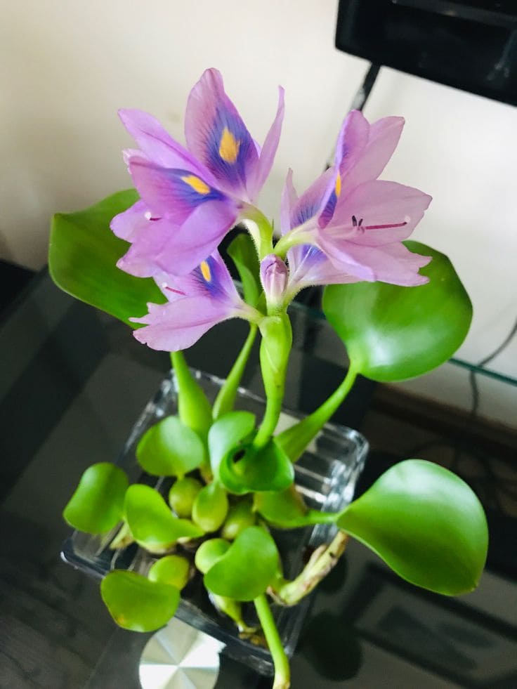 Water Hyacinth