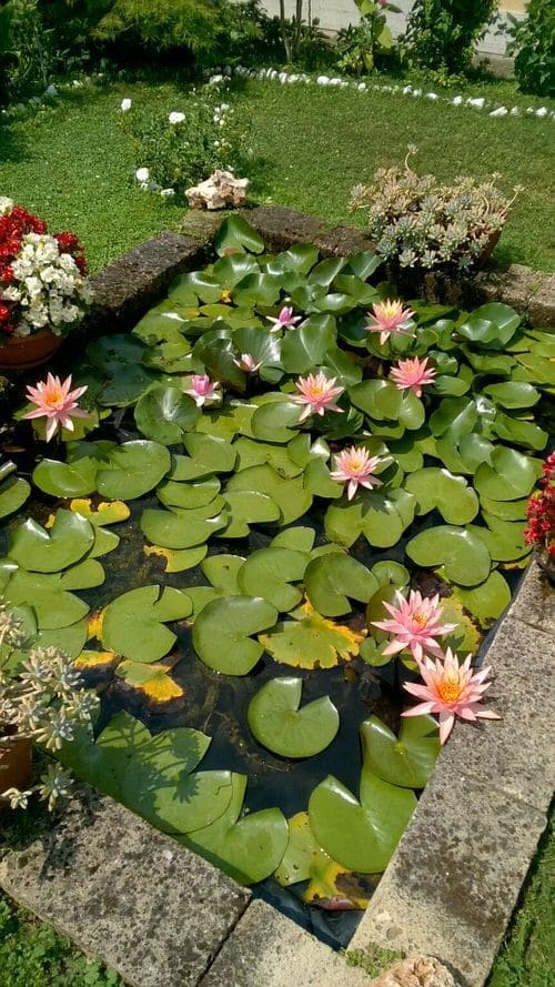 Water Lilies